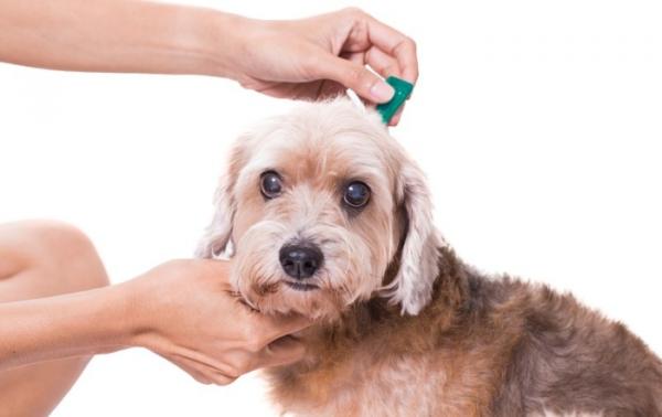 Onko leishmania -rokote tehokas koirilla?  - Kuinka estää leishmaniaasi koirilla?