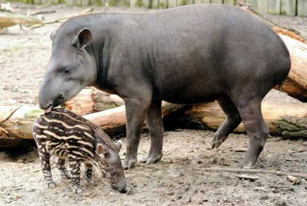 Maailman eksoottisimmat eläimet - Tapir
