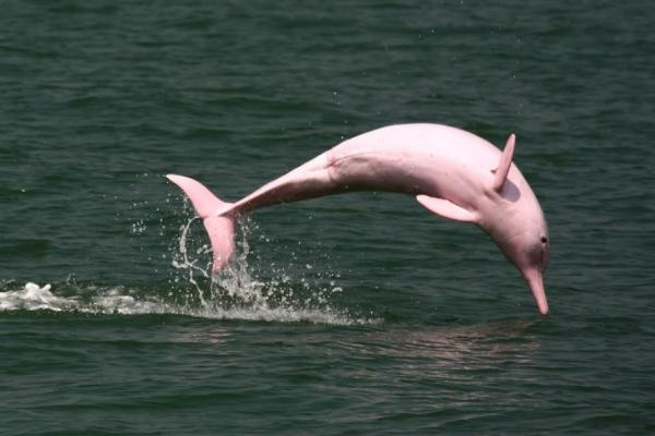 Maailman eksoottisimmat eläimet - Vaaleanpunainen delfiini