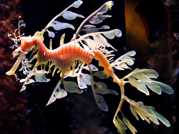 Maailman eksoottisimmat eläimet - Sea Dragons