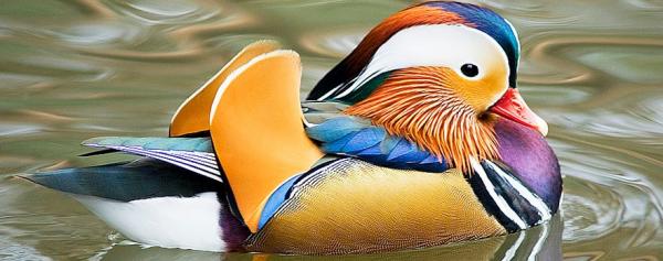 Maailman eksoottisimmat eläimet - Mandarin Duck