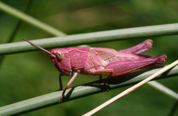 Maailman eksoottisimmat eläimet - vaaleanpunainen heinäsirkka