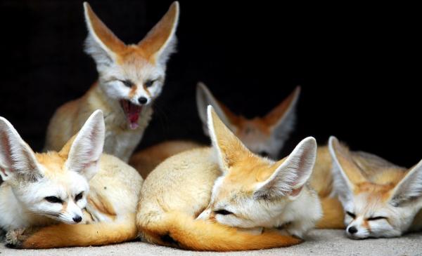 Maailman eksoottisimmat eläimet - Fennec Fox