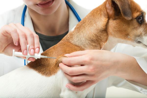 Yleisimmät rokotuksen jälkeiset reaktiot koirilla - Rokotteet, apuaineet ja apuaineet