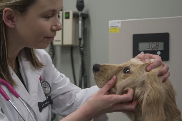 Voinko uida koirani rokotuksen jälkeen?  - Miten rokotteet vaikuttavat koiramme?