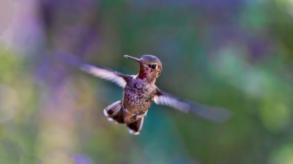 Legenda mayojen kolibristä - kallisarvoinen kolibri 