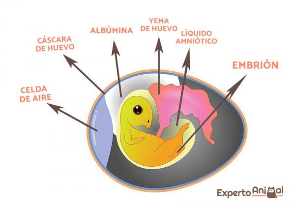 Munasoluja - Määritelmä ja esimerkkejä - Mitä ovat munasolut?