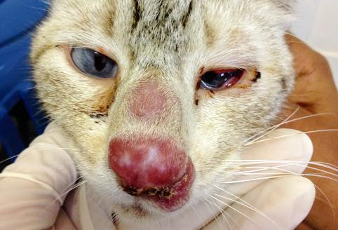Kissallani on turvonnut nenä - Syyt ja hoidot - Muut kissan nenän tulehduksen syyt