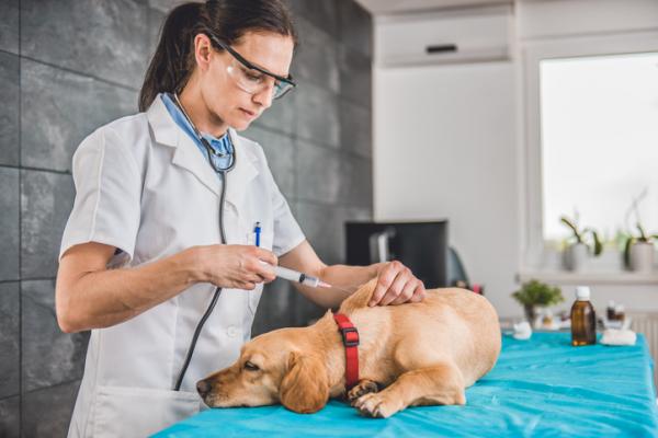 Viisinkertainen rokote koirille - Mihin se on tarkoitettu, mitä se sisältää ja miten reaktiot tapahtuvat - Miten koirien viisinkertainen rokote annetaan?