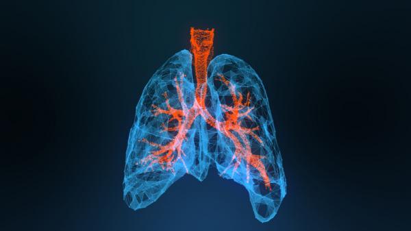 Eläinten hengitystyypit - Keuhkojen hengitys eläimillä