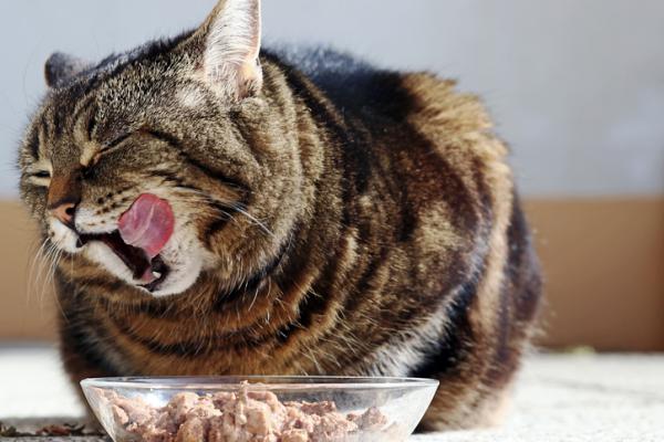 Kissani oksentaa eikä syö - Syyt ja mitä tehdä - Mitä tehdä, jos kissani oksentaa eikä syö?