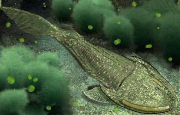 Agnatos tai leuaton kala - Ominaisuudet ja esimerkit - Ostracoderms: Kuolleet leuaton kala