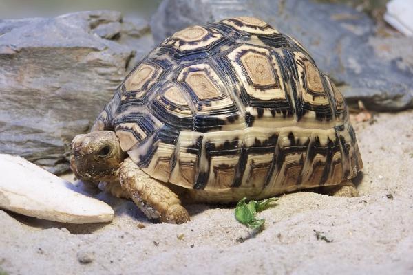 Kilpikonnan hoito - Terraario kilpikonnalle