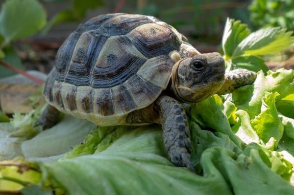 Kilpikonnan hoito - Mitä kilpikonna syö 