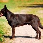 1631186490 630 Australian Kelpie