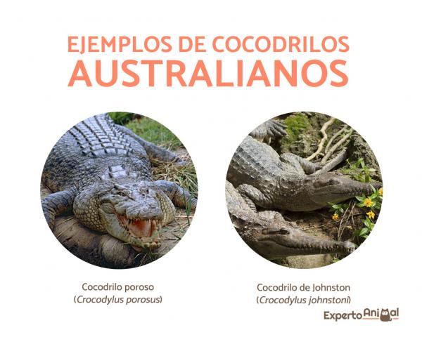 Missä krokotiilit elävät?  - Missä Australian krokotiilit elävät