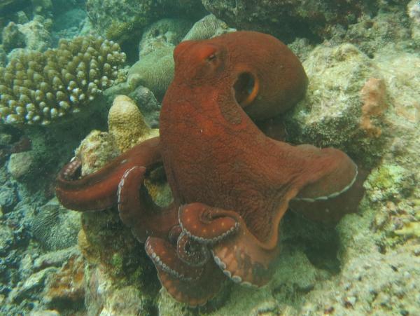 Gill -hengittävät eläimet - 8. Suuri sininen mustekala (Octopus cyanea)