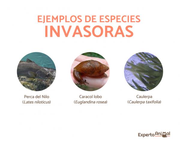 Invasiiviset lajit - Määritelmä, esimerkit ja seuraukset - Esimerkkejä invasiivisista lajeista