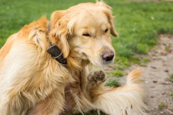 Koirani nuolee tassujaan - syyt ja toimenpiteet - syyt tassun nuolemiseen koirilla