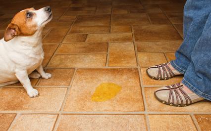 Koirani virtsaa kotona - syyt ja toimenpiteet - virtsankarkailu koirilla