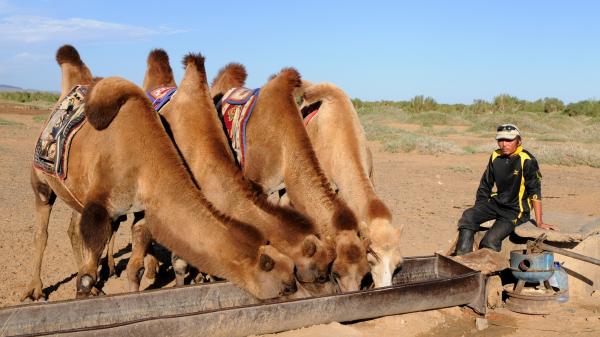 Kuinka kamelit selviävät autiomaassa - kuinka kamelit selviävät autiomaassa
