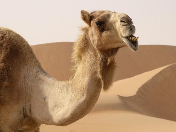 Kuinka kamelit selviävät autiomaassa - kuinka paljon kameli kestää ilman juomista