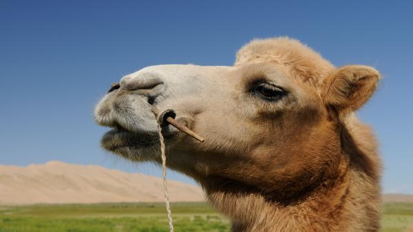 Kuinka kamelit selviävät autiomaassa - muita outoja asioita, jotka auttavat kamelia selviytymään autiomaassa