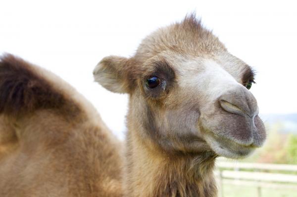 Kuinka kamelit selviävät autiomaassa - kamelityypit