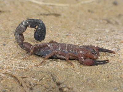 Maailman 15 myrkyllisintä skorpionia - Venezuelan myrkyllisimmät skorpionit