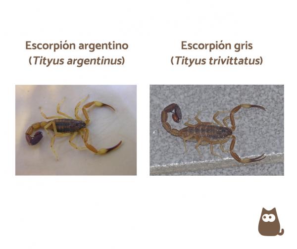 Maailman 15 myrkyllisintä skorpionia - Argentiinan myrkyllisimmät skorpionit