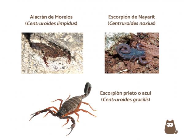 Maailman 15 myrkyllisintä skorpionia - Meksikon myrkyllisimmät skorpionit