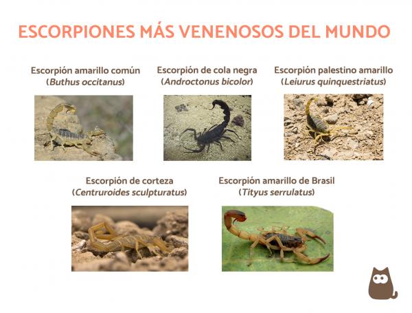 Maailman 15 myrkyllisintä skorpionia - Maailman myrkyllisimmät skorpionit