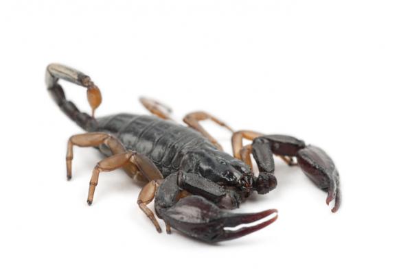 Maailman 15 myrkyllisintä skorpionia - Espanjan myrkyllisimmät skorpionit