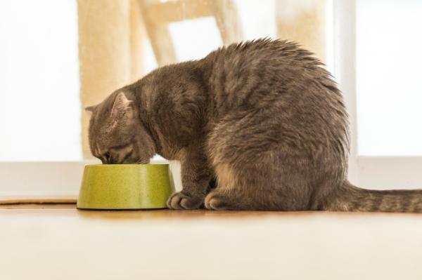 Kissojen lihavuus - syyt ja hoito - kissojen lihavuuden syyt