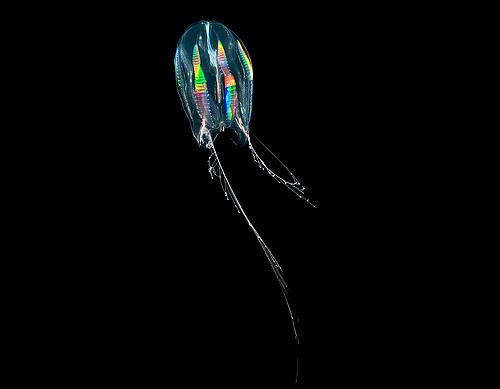 7 eläintä, jotka hehkuvat pimeässä - 7. Kampaa meduusoja