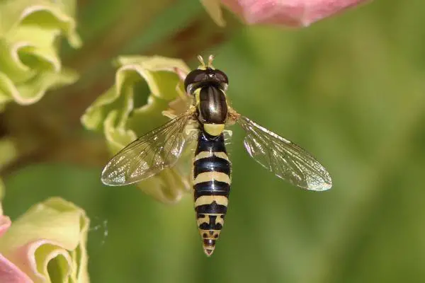 Maailman kauneimmat hyönteiset - Kauneimmat lentävät hyönteiset maailmassa