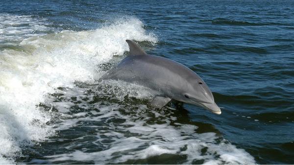 Maailman 10 älykkäintä eläintä - 9. Delfiini