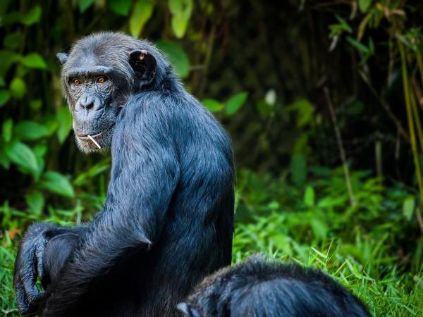 Maailman 10 älykkäintä eläintä - 10. Simpanssi