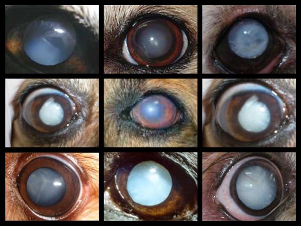Siniset silmät koirilla - syyt, hoidot ja korjaustoimenpiteet - ydinskleroosi