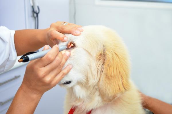 Siniset silmät koirilla - syyt, hoidot ja korjaustoimenpiteet - sairaudet, jotka aiheuttavat sinisiä silmiä koirilla
