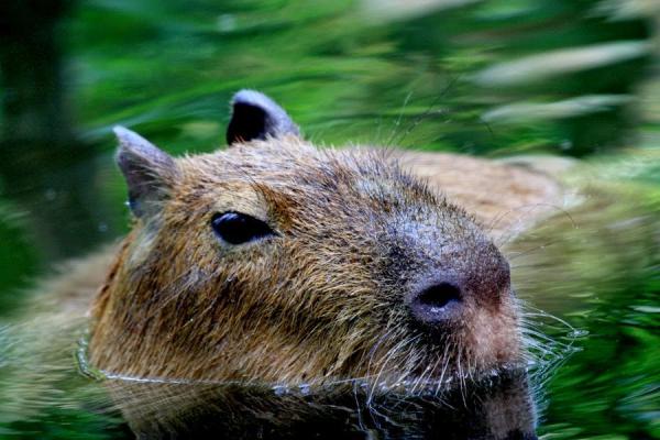 Capybaran hoito - Uima -altaan valmistelu