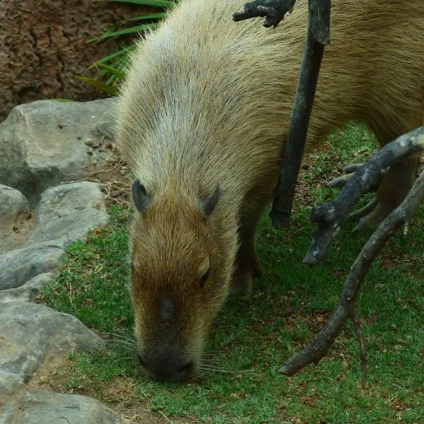 Capybaran hoito - oikea ympäristö Capybaralle