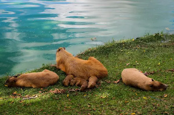 Capybaran hoito - eroja miesten ja naisten välillä