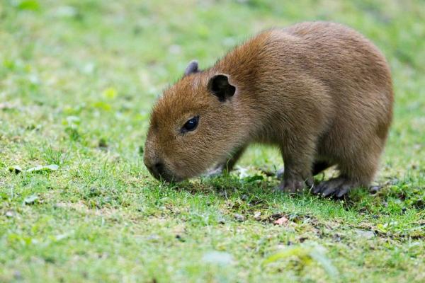 Capybaran hoito - Kotimainen capybara