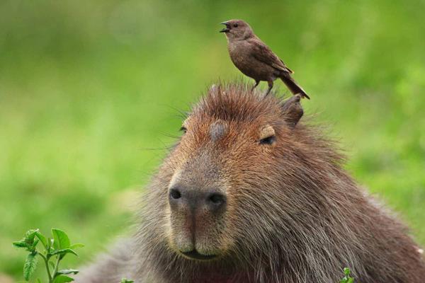 Capybaran hoito - Capybaran luonne 