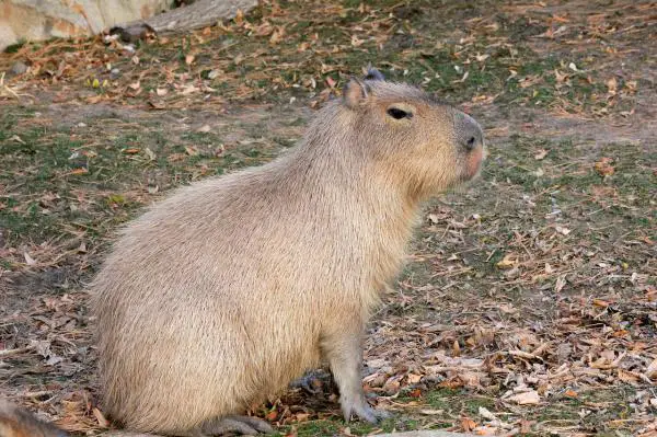 Capybaran hoito - Kapybaran koko