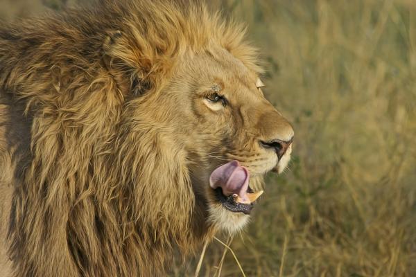 Eksoottisimmat eläimet Afrikassa - 1. Leijona