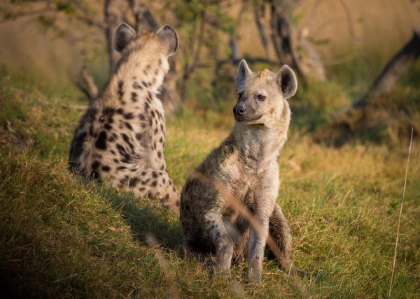 Eksoottisimmat eläimet Afrikassa - 3. Hyeena