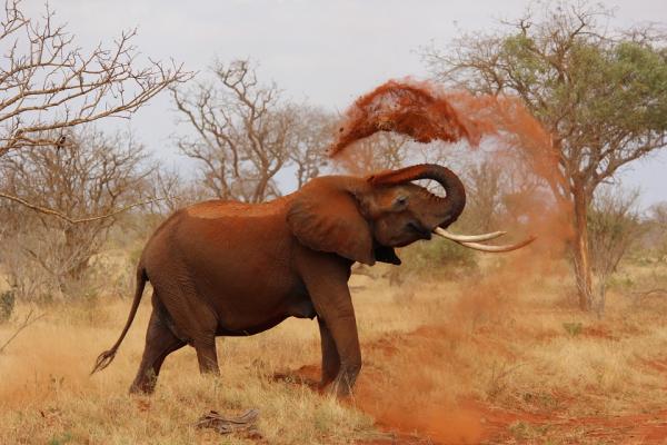 Eksoottisimmat eläimet Afrikassa - 5. Elephant