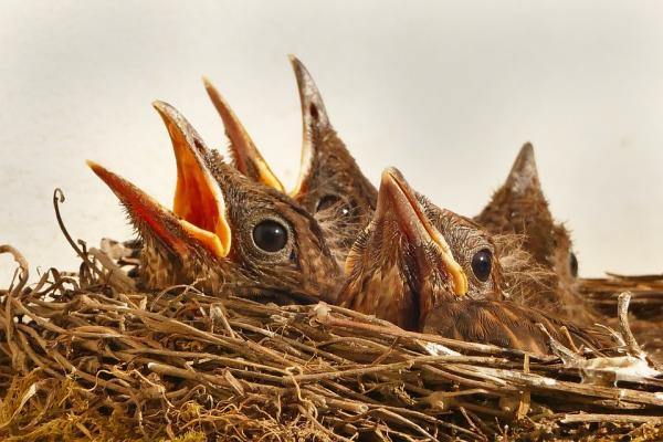 Yhteinen Blackbird -ruokinta - Kuinka ruokkia vastasyntynyttä Blackbirdiä?